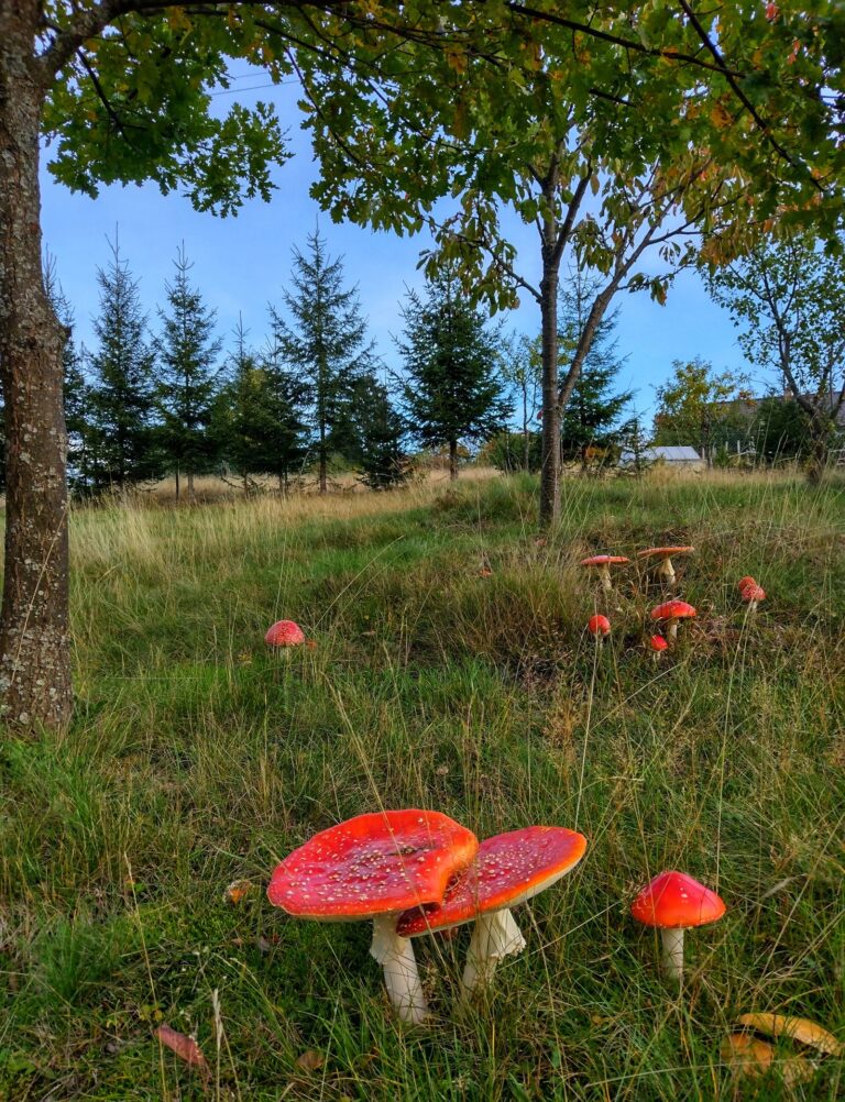 Giftiger Fliegenpilz im Wald als Warnzeichen für Pilzvergiftung