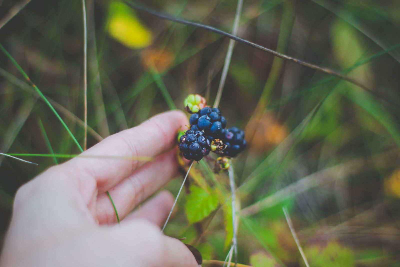 Hand pflückt reife Brombeeren an einem Strauch am Waldrand im Herbst
